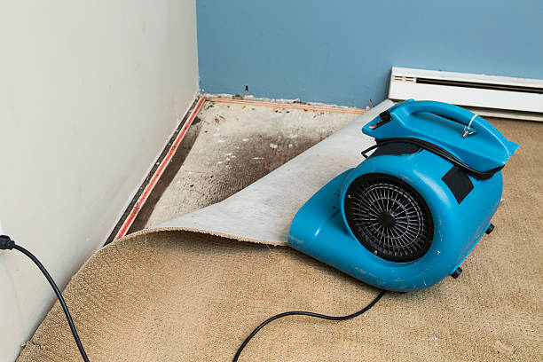 Best Local water damage restoration  in Pine Beach, NJ
